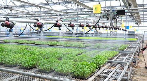 延庆区现代化育苗工厂 科技赋能农业，守护首都“菜篮子”稳定